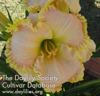 Daylily Heidi Lynn